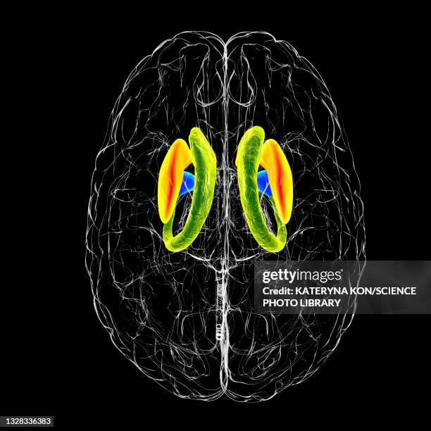 dorsal striatum in the brain, illustration - coronal section stock illustrations