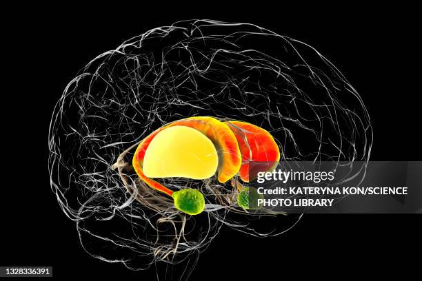 stockillustraties, clipart, cartoons en iconen met dorsal striatum in the brain, illustration - coronaal doorsnede