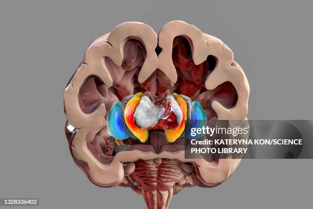 basal ganglia, illustration - neuropathy stock-grafiken, -clipart, -cartoons und -symbole