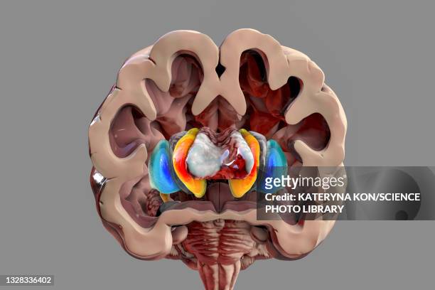 ilustraciones, imágenes clip art, dibujos animados e iconos de stock de basal ganglia, illustration - cerebral cortex