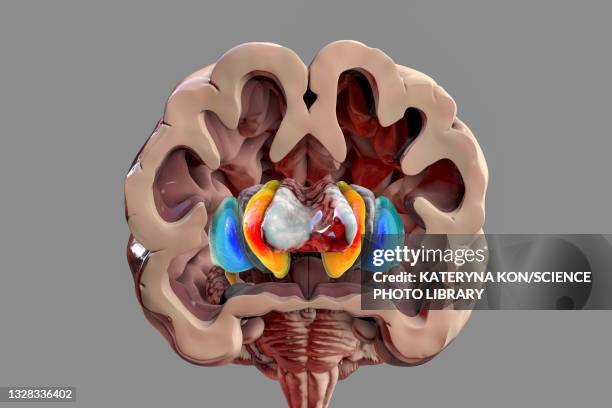 bildbanksillustrationer, clip art samt tecknat material och ikoner med basal ganglia, illustration - basal ganglia