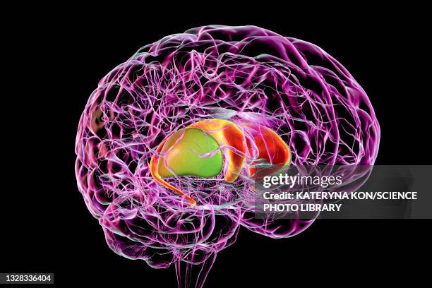 dorsal striatum in the brain, illustration - coronal section stock illustrations