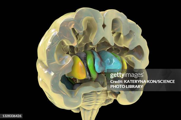 basal ganglia, illustration - neuropathy stock-grafiken, -clipart, -cartoons und -symbole