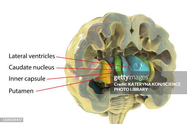 basal ganglia, illustration - neuropathy stock-grafiken, -clipart, -cartoons und -symbole