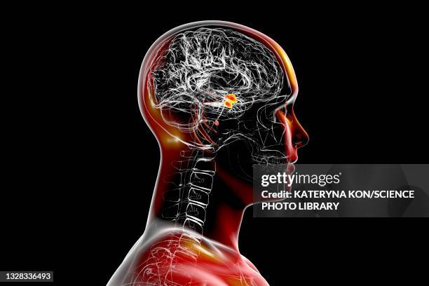 amygdala of the brain, illustration - amygdala stock illustrations