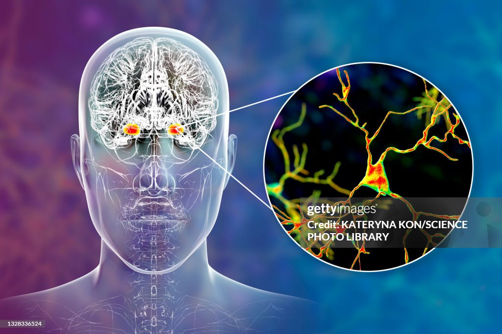 Amygdala and neurons in the brain, illustration