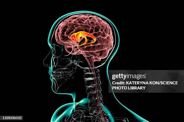 caudate nuclei highlighted in the human brain, illustration - cerebral hemisphere stock-grafiken, -clipart, -cartoons und -symbole