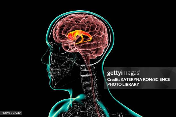 caudate nuclei highlighted in the human brain, illustration - neuropathy stock illustrations