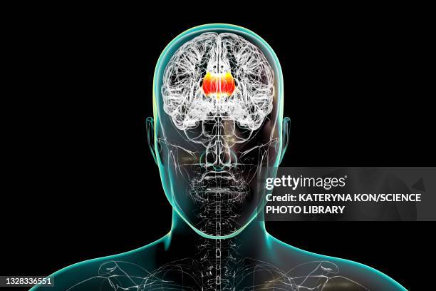 illustrations, cliparts, dessins animés et icônes de human brain with highlighted corpus callosum, illustration - corps calleux