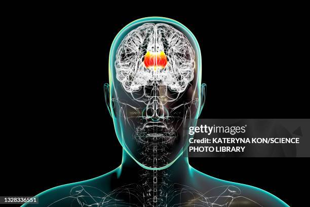human brain with highlighted corpus callosum, illustration - human brain stock illustrations