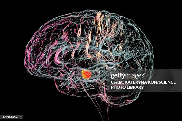 stockillustraties, clipart, cartoons en iconen met substantia nigra in the human brain, illustration - middenhersenen