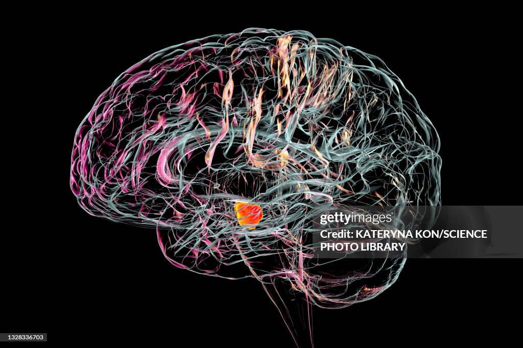 Substantia nigra in the human brain, illustration
