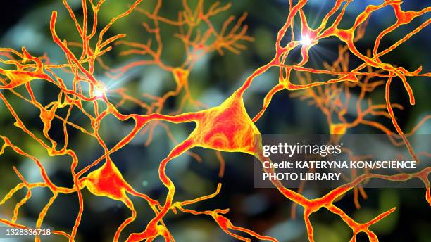 neurons, illustration - amygdala stock illustrations