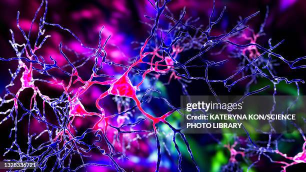 neurons, illustration - amygdala stock illustrations