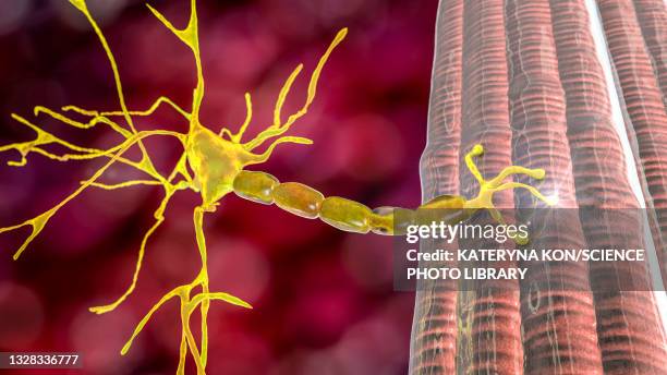 ilustraciones, imágenes clip art, dibujos animados e iconos de stock de motor neuron connecting to a muscle fibre, illustration - atrofia