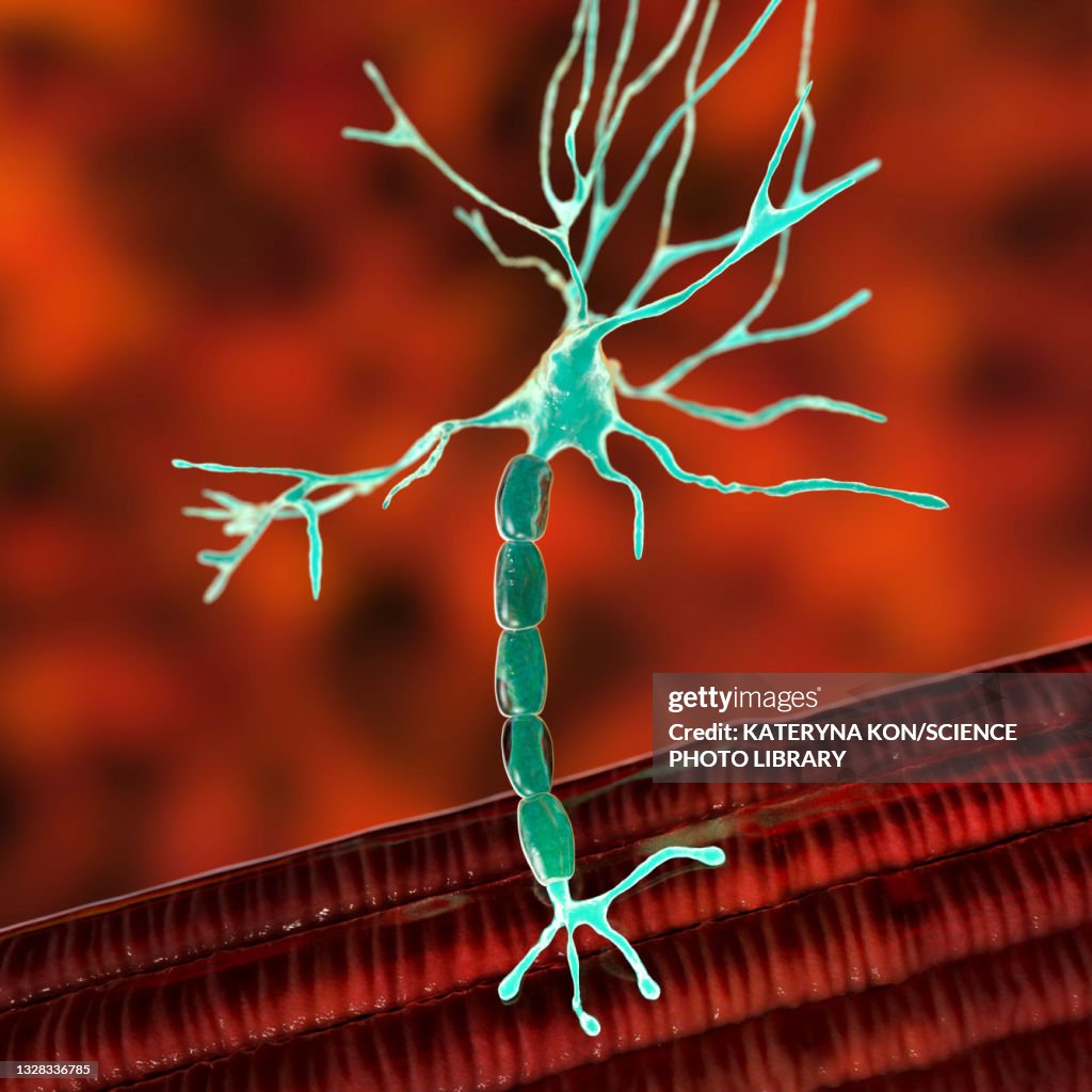 Motor Neuron Connecting To A Muscle Fibre Illustration High-Res Vector ...