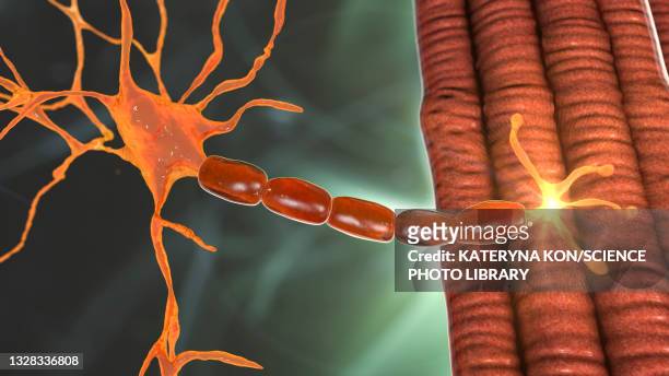 motor neuron connecting to a muscle fibre, illustration - deterioration 幅插畫檔、美工圖案、卡通及圖標