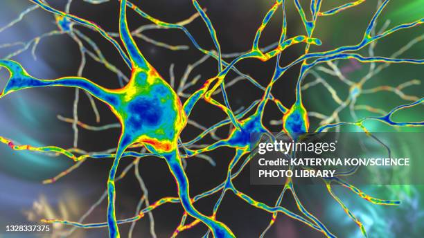 brain neuron, illustration - corpus striatum stock illustrations