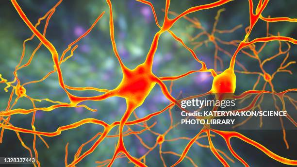 brain neuron, illustration - corpus striatum stock illustrations