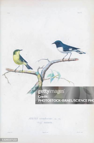 black-throated blue warblers, illustration - black throated blue warbler stock illustrations