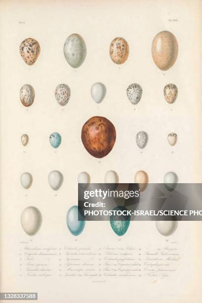 eggs of bird species from cuba, illustration - archaeology science stock illustrations