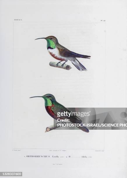 ilustraciones, imágenes clip art, dibujos animados e iconos de stock de south american hummingbirds, 19th century illustration - canturrear
