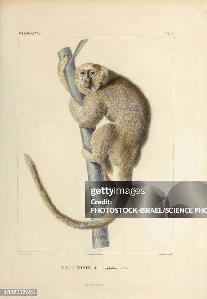squirrel monkey, 19th century illustration - squirrel monkey stock illustrations