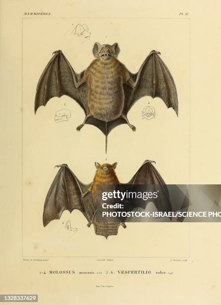 fruit bat, illustration - bat animal stock illustrations