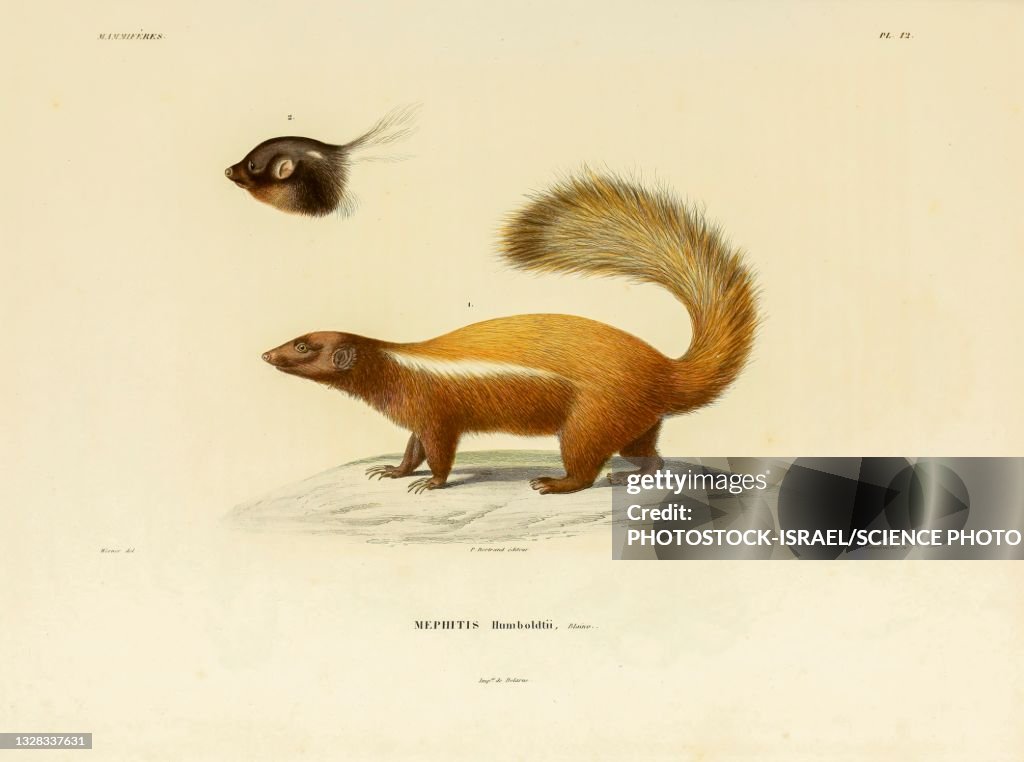 Humboldt's hog-nosed skunk, illustration