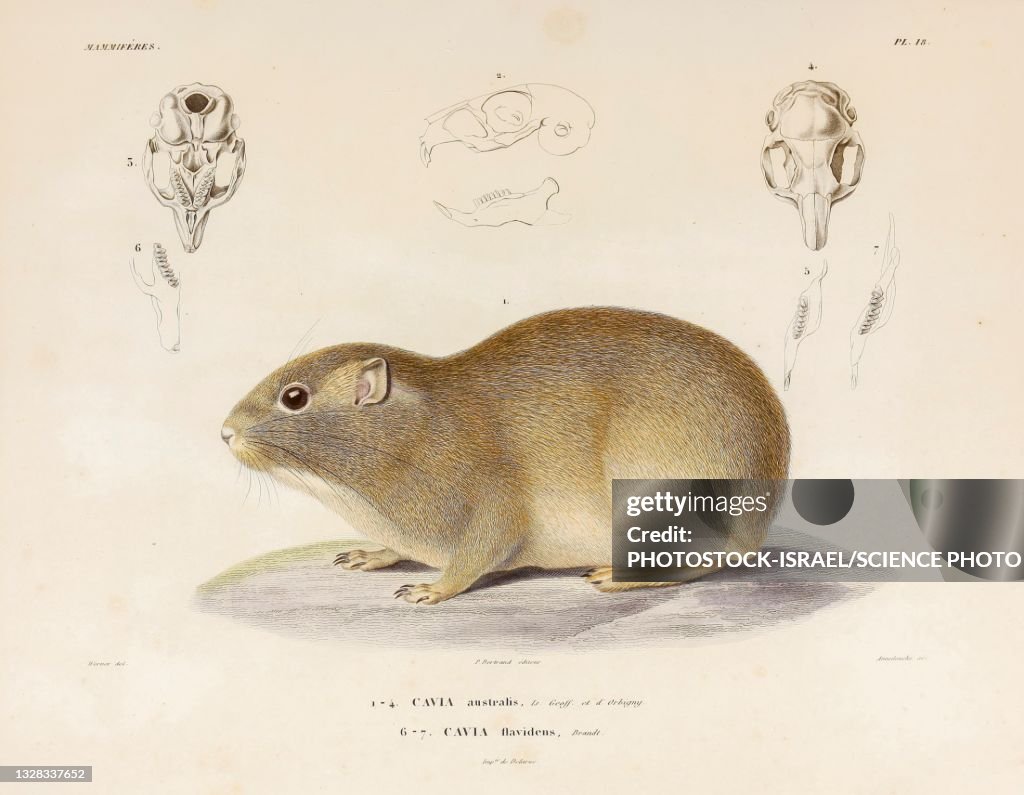 Southern mountain cavy, illustration