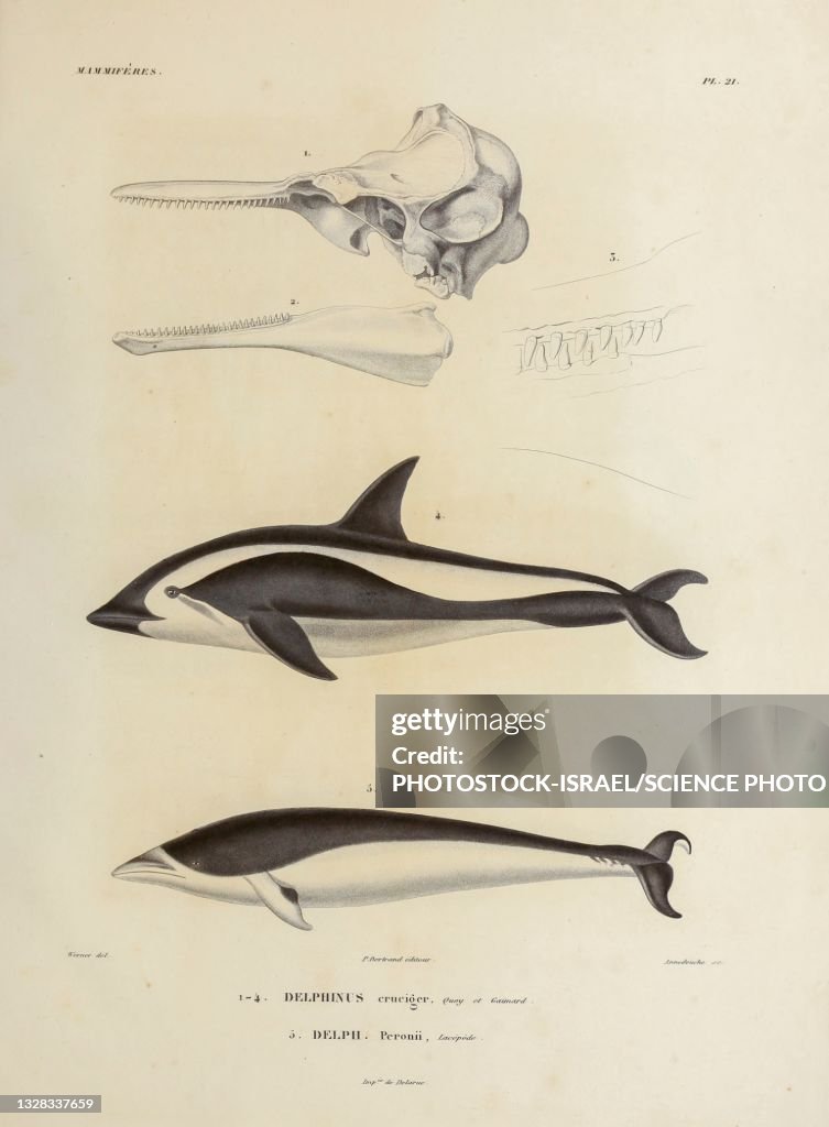 Dolphins, illustration