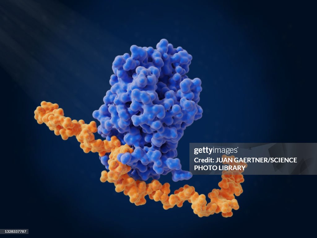 Heparin bound to antithrombin, molecular model