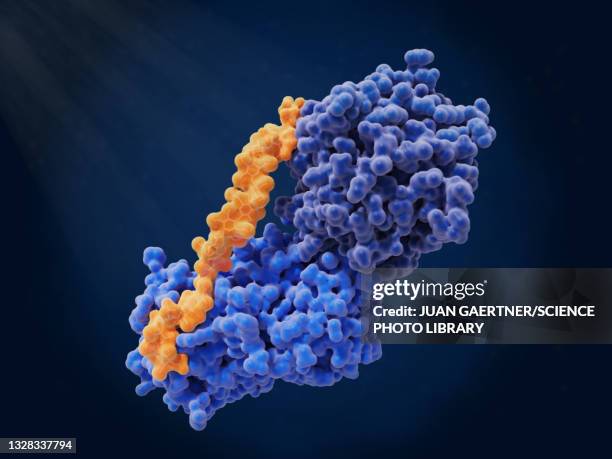 heparin, antithrombin and thrombin complex, molecular model - enzym stock-grafiken, -clipart, -cartoons und -symbole