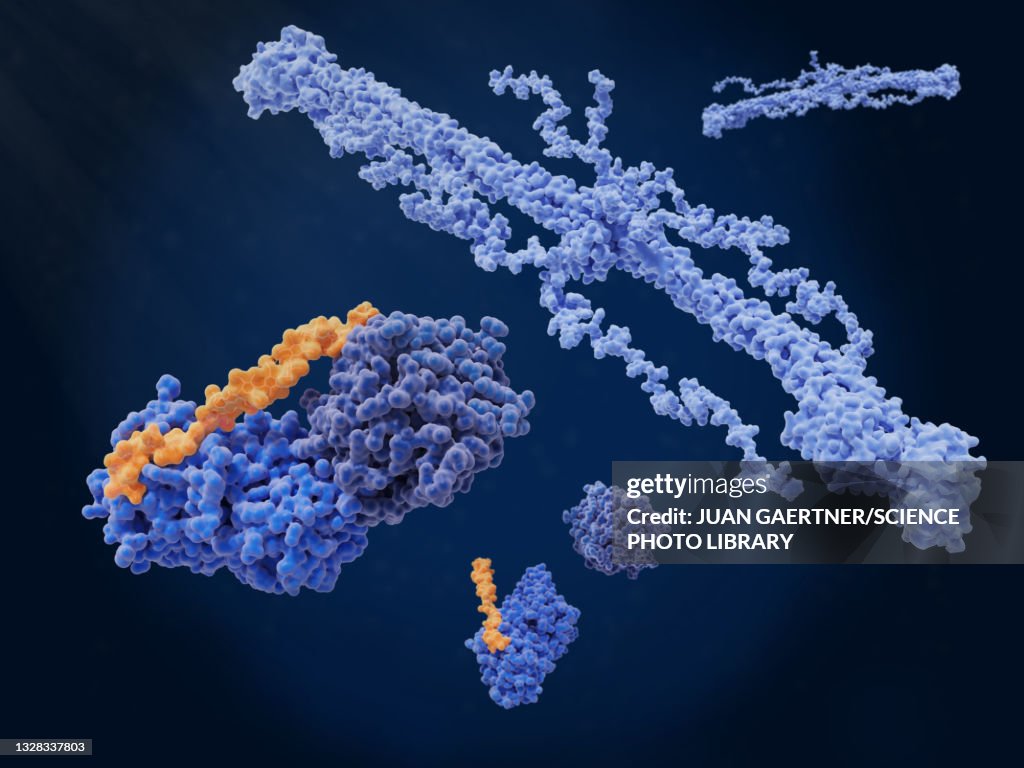 Coagulation inhibition, molecular model