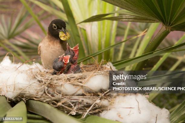 yellow-vented bulbul hatchlings in nest - fågelbo bildbanksfoton och bilder