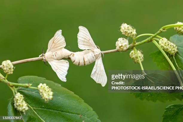 domesticated silkmoth on mulberry branch - silk moth stock pictures, royalty-free photos & images