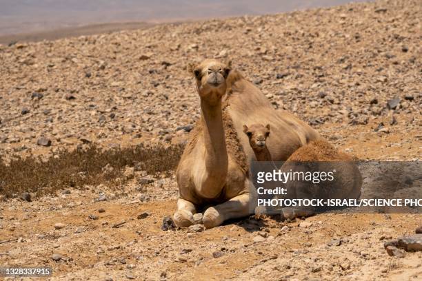 mother and juvenile camels - young animal stock pictures, royalty-free photos & images
