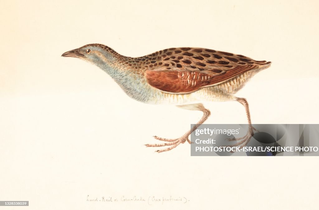 Corncrake, 18th century illustration
