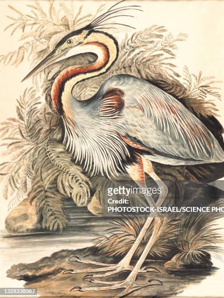 bildbanksillustrationer, clip art samt tecknat material och ikoner med purple heron, 18th century illustration - water bird