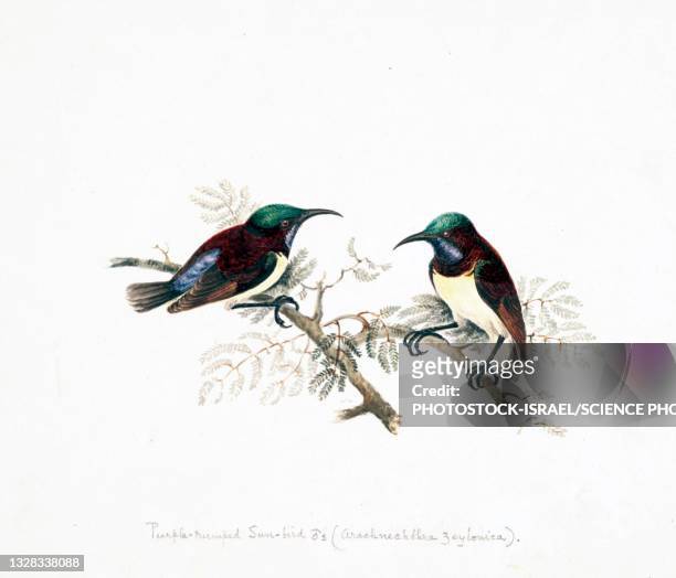 ilustraciones, imágenes clip art, dibujos animados e iconos de stock de purple-rumped sunbird, 18th century illustration - canturrear