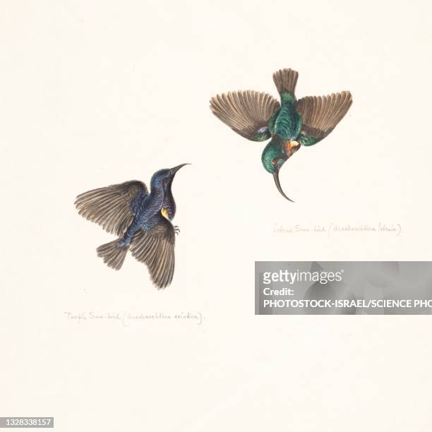 ilustraciones, imágenes clip art, dibujos animados e iconos de stock de purple and loten's sunbirds, 18th century illustration - canturrear
