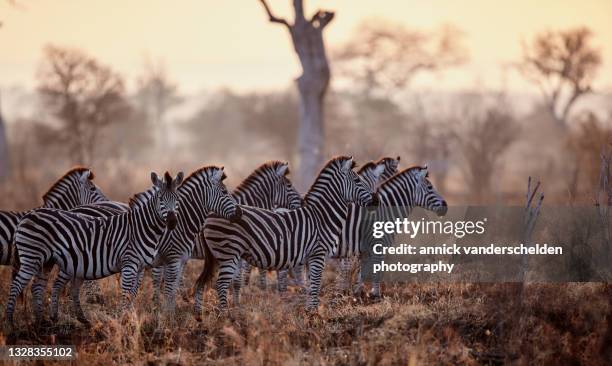 burchell's zebra - sudafrica foto e immagini stock