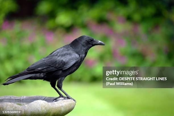 corvus corone - raven bird bildbanksfoton och bilder