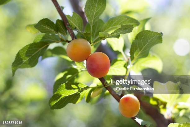 close-up of apricot tree - apricot tree stock pictures, royalty-free photos & images