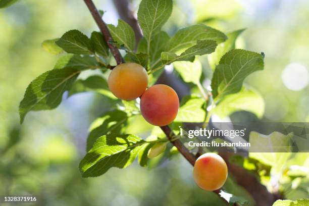 close-up of apricot tree - abricoteiro - fotografias e filmes do acervo