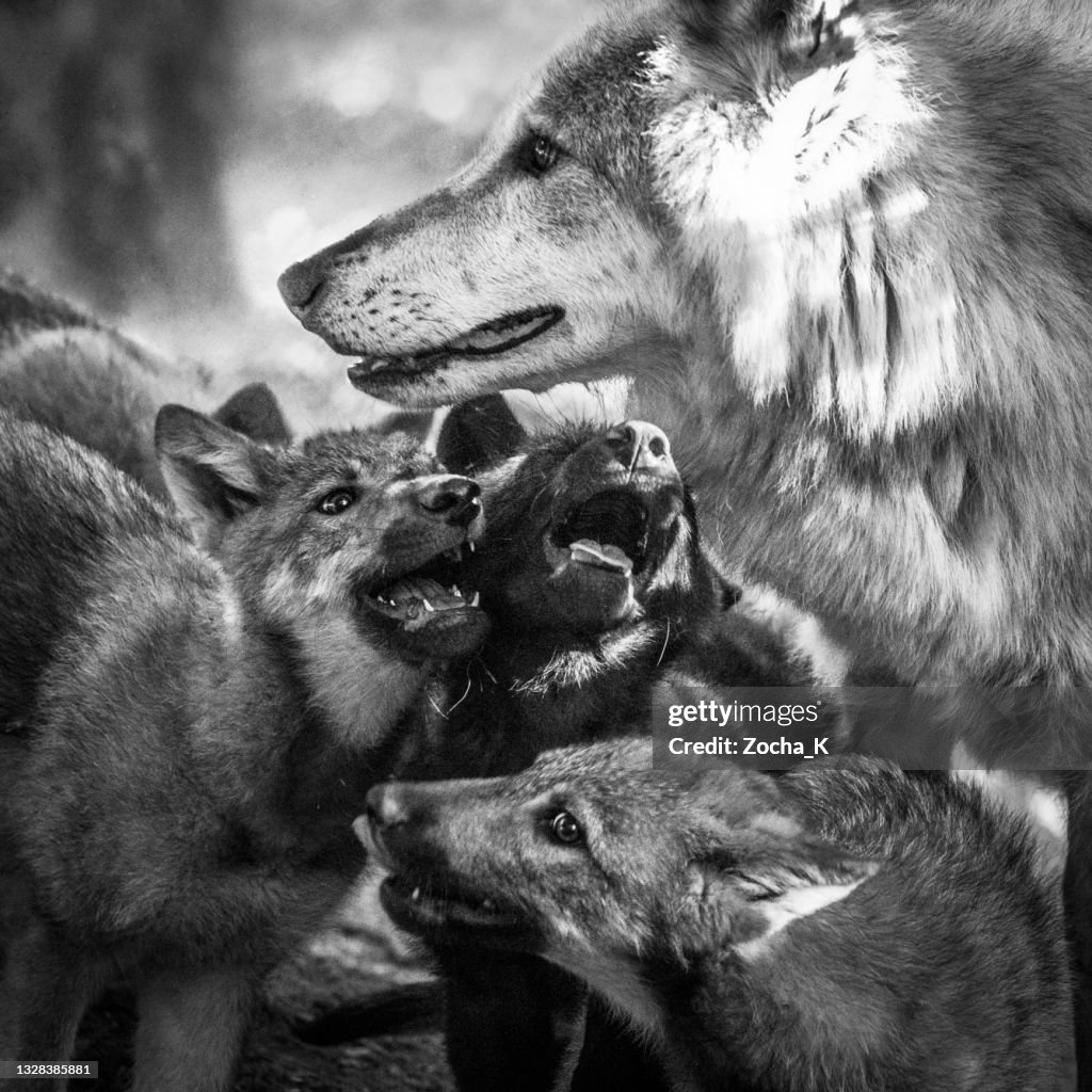 Alpha Wolves Boxer Alpha Female Wolf Pack
