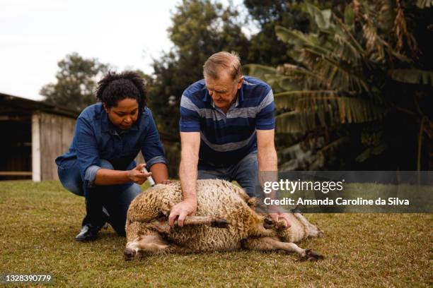 Ade Injection Sheep 15 Veterinarian Injecting Sheep Stock Photos, High-Res Pictures, and ...