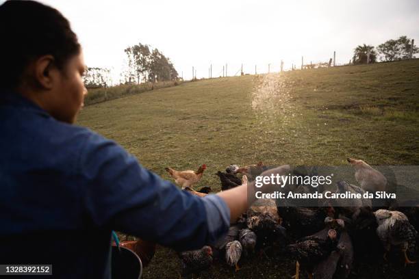 farm worker feeding chickens on the yard - redneck stock pictures, royalty-free photos & images