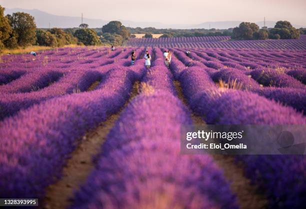 tourism in lavender fiels in brihuega, spain - guadalajara stock pictures, royalty-free photos & images