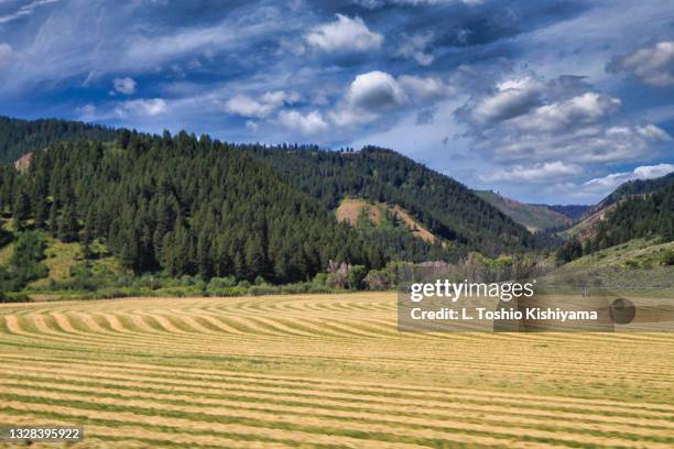 nature in idaho - idaho falls stock pictures, royalty-free photos & images